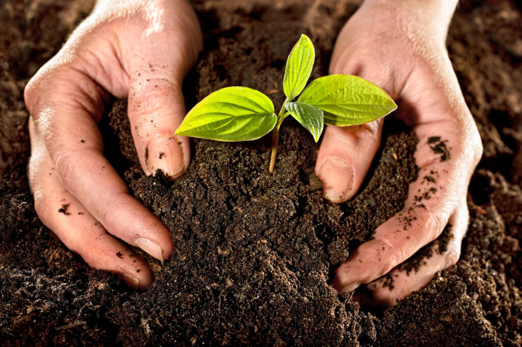 Farmer hands holding a fresh young plant